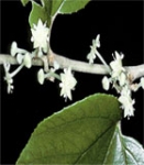 Ber Tree (Ziziphus mauritiana)