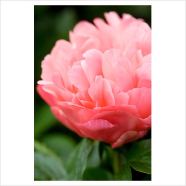 binny dark pink
