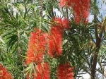Bottle brush (Callistemon)