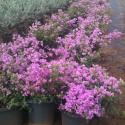 bougainvillea violet.
