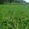 buffalo grass