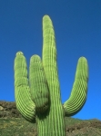 cactus dry pentis