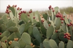 cactus pear
