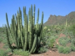 cactus pine