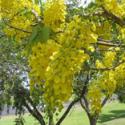 Amaltas (Cassia fistula)