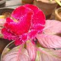 Flowers Seasonal 
