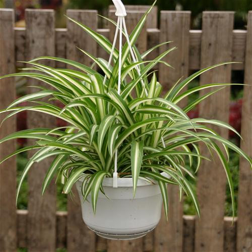 chlorophytum