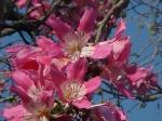 Silk Floss Tree (Ceiba speciosa,Chorisia speciosa)