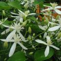 clematis