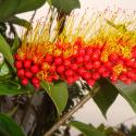combretum