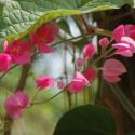 coral vine