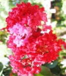 Crape myrtle, Shravani (Lagerstroemia indica)
