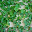 creeping fig