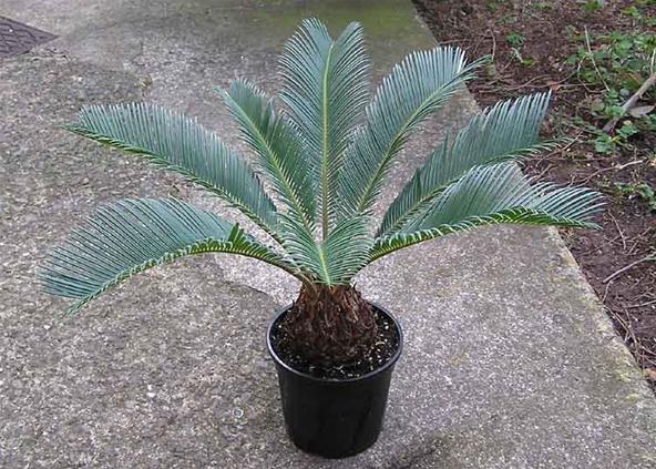 dual cycas