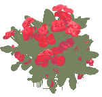 euphorbia-red
