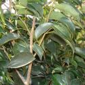 Weeping Fig, benjamin tree (Ficus benjamina)