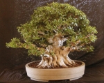 ficus bonsai