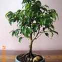 ficus green