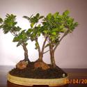 ficus panda