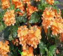 firecracke flower