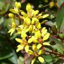 galphimia glauca