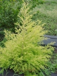 Golden Bottle Brush (Melaleuca bracteata)