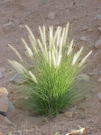 Grass 