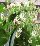 Har singar, Paarijat (Nyctanthes arbor-tristis)