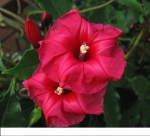 ipomea horsfalliae