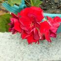 ivy-geranium red