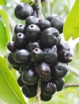 jamun1