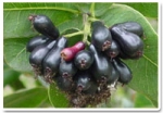 jamun