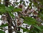 Pongam Tree, Karanj  (Pongamia pinnata)