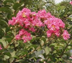lagerstromia indica pink(shravani)