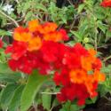 lantana red