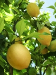 lemon