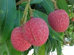 lychee
