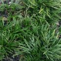 mandu grass