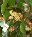 Spanish cherry, Maulsari (Mimusops elengi)