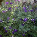meyenia erecta