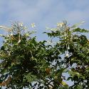 Indian Cork Tree, Akash Neem (Millingtonia hortensis)
