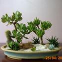 mix cactus