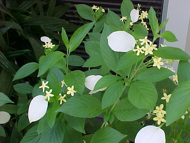 mussaenda luteya