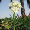 nerium oleander 'album'