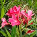 nerium oleander 'cherry'