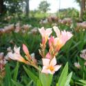 nerium oleander 'pink'