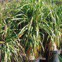 nolina palm