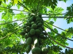 papaya
