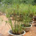 papyrus plant