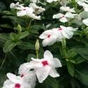 periwinkle